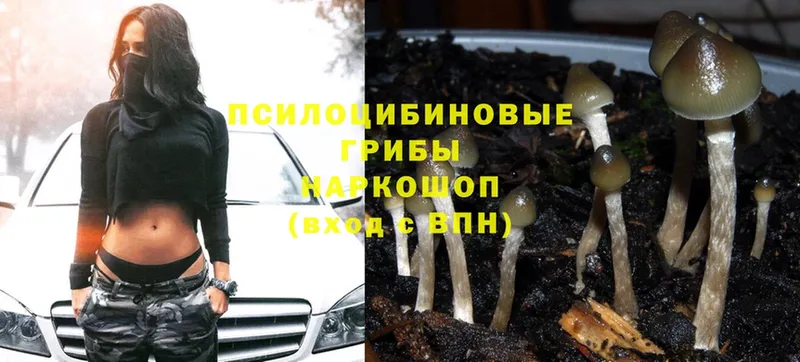 купить  цена  blacksprut ссылка  Галлюциногенные грибы ЛСД  Кизляр 